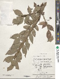 Euonymus alatus image