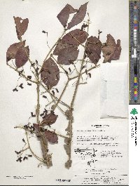 Euonymus alatus image