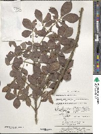 Euonymus alatus image