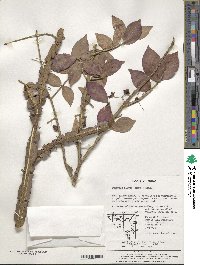 Euonymus alatus image