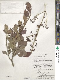 Euonymus alatus image