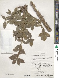 Euonymus alatus image