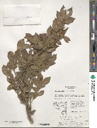 Euonymus alatus image