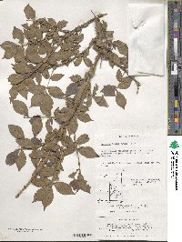 Euonymus alatus image