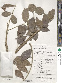 Euonymus alatus image