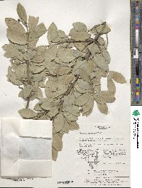 Euonymus japonicus image