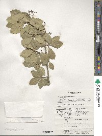 Euonymus japonicus image