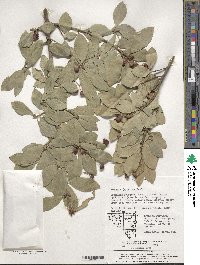 Euonymus japonicus image