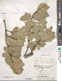 Euonymus japonicus image