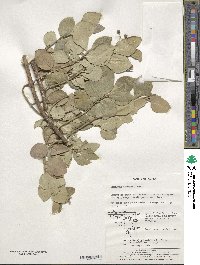 Euonymus japonicus image