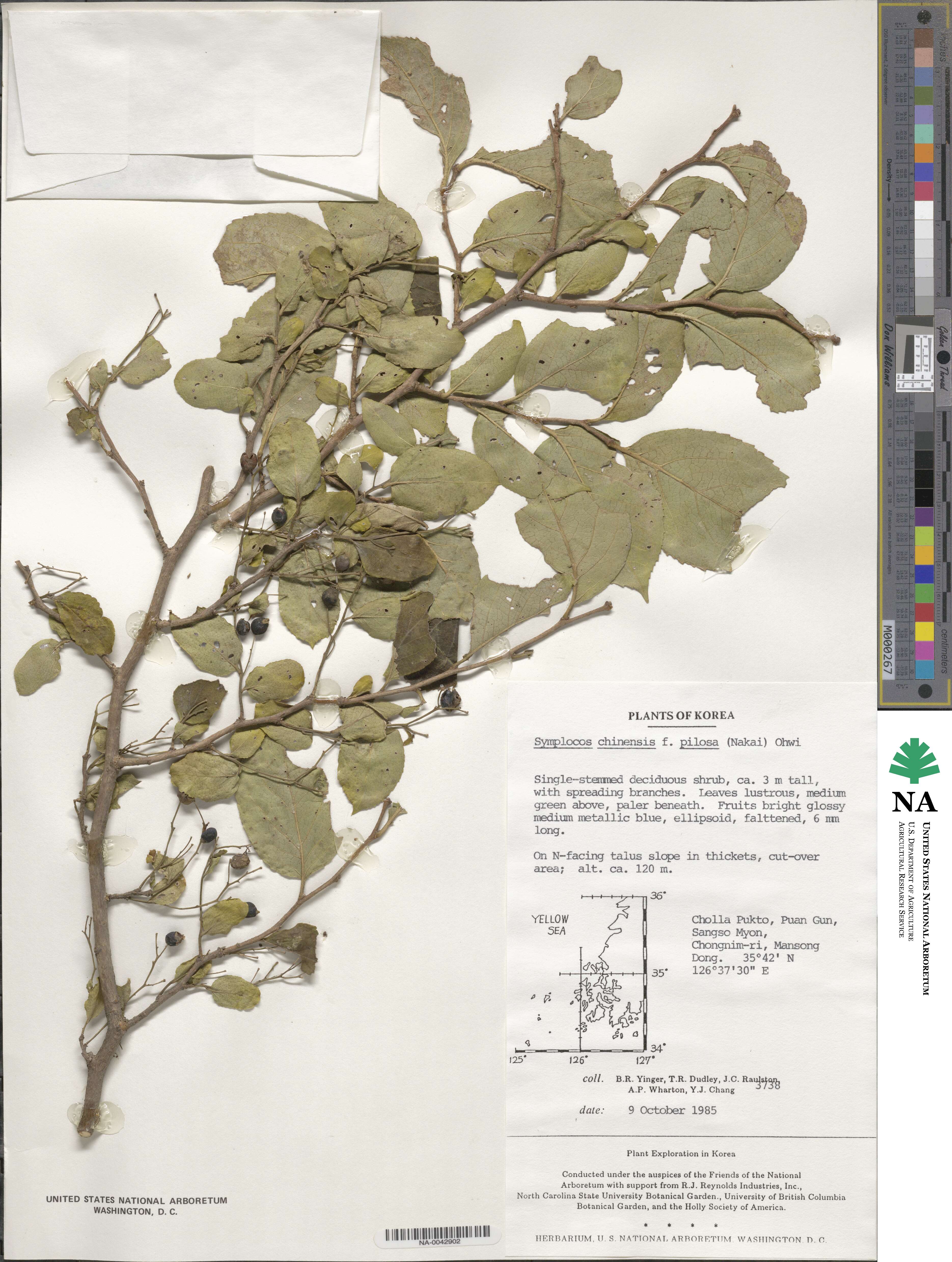 Symplocos sawafutagi image