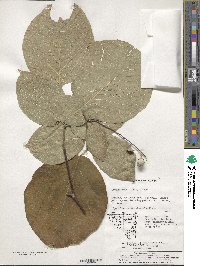 Styrax obassia image