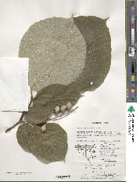 Styrax obassia image