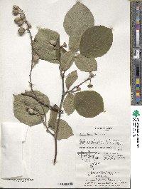 Styrax obassia image