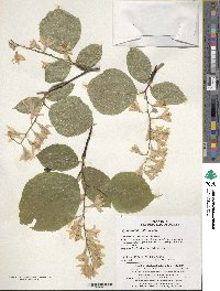 Styrax obassia image