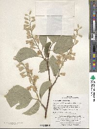 Styrax obassia image