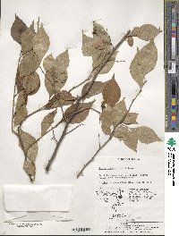 Styrax japonicus image