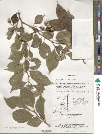 Styrax japonicus image