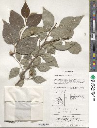 Styrax japonicus image