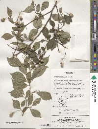 Styrax japonicus image