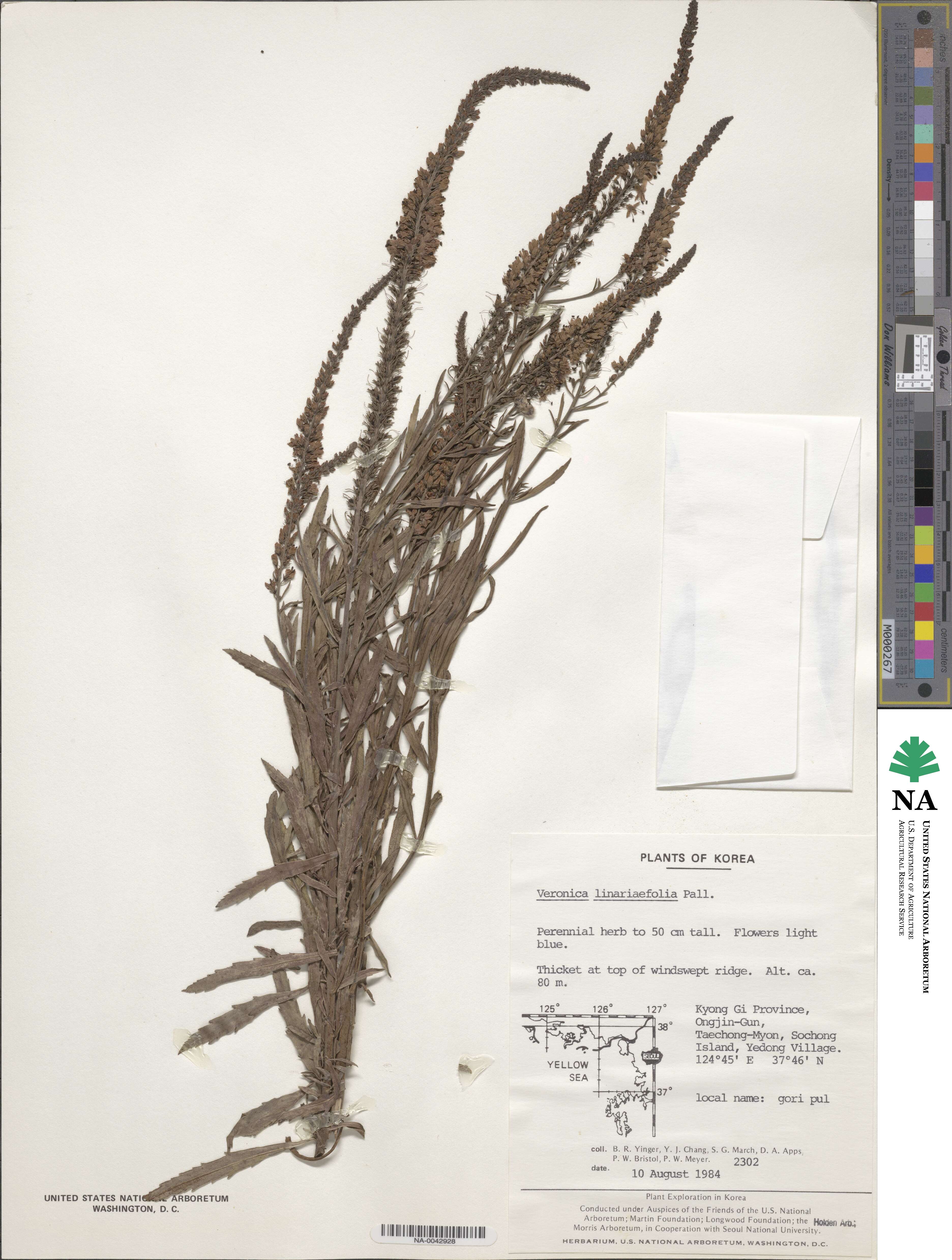 Veronica linariifolia image