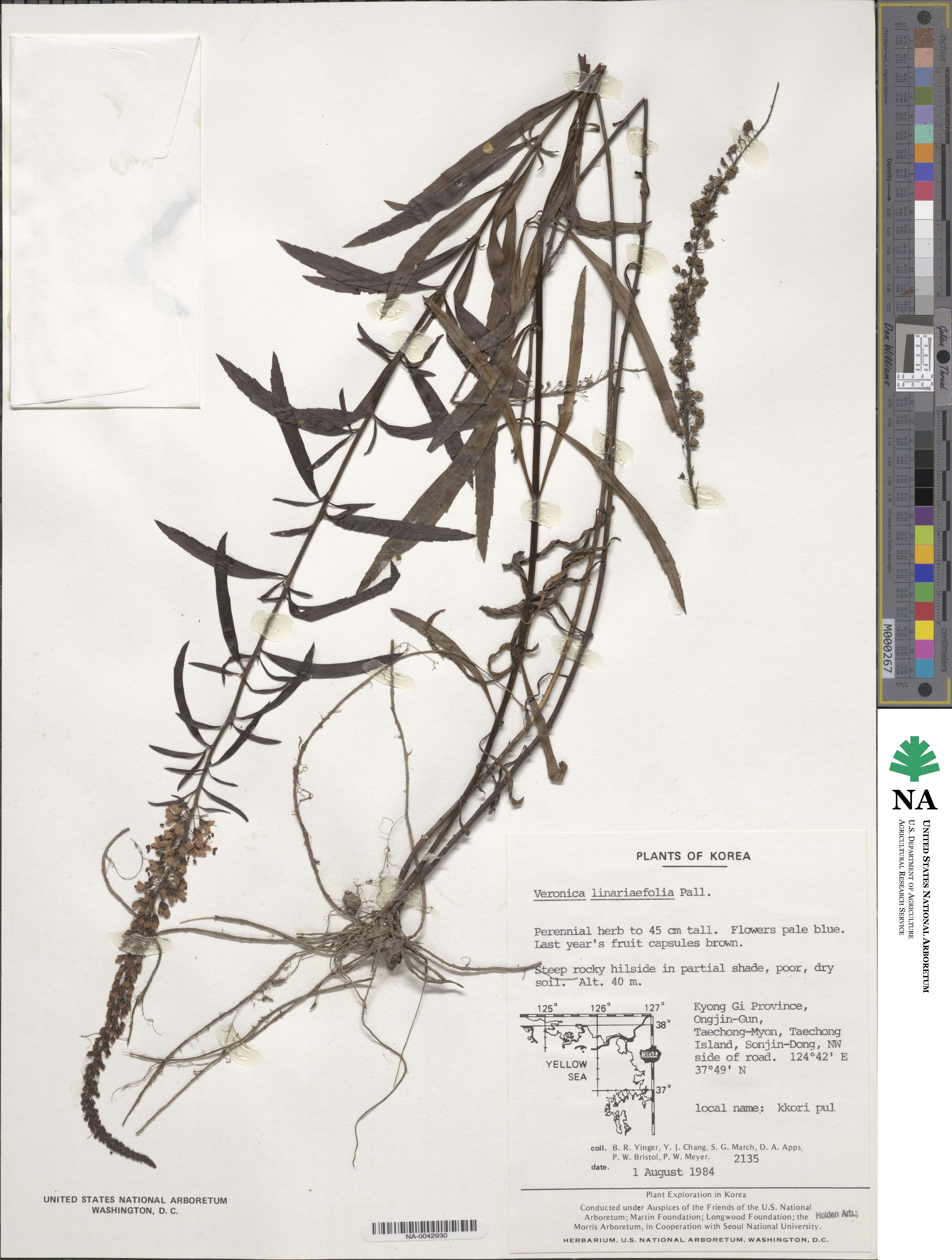 Veronica linariifolia image