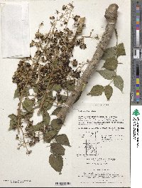 Image of Aralia elata