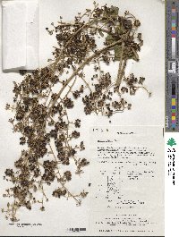 Aralia elata image