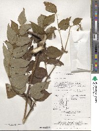 Aralia elata image