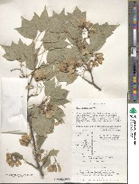 Acer buergerianum image