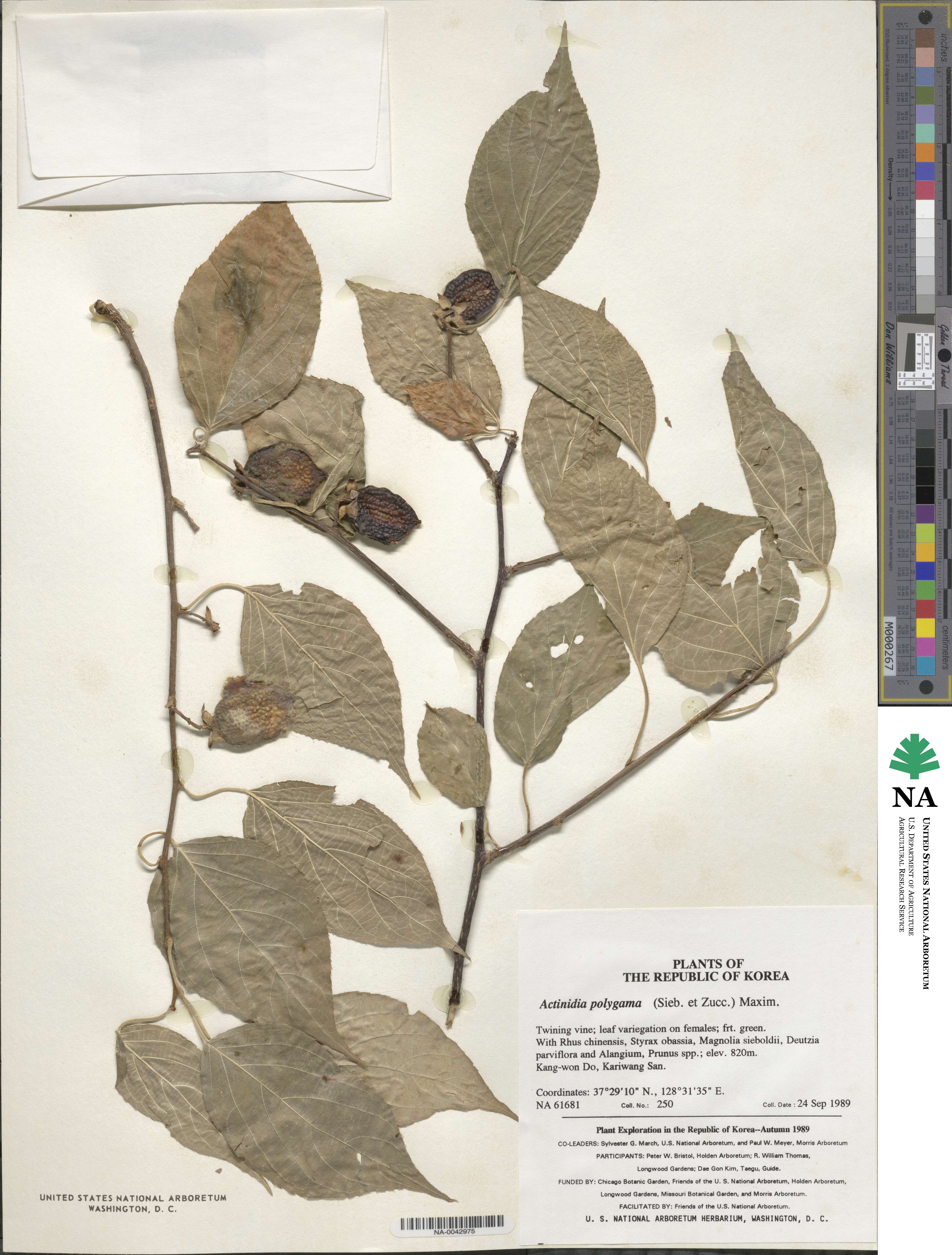 Actinidia polygama image