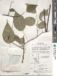 Actinidia polygama image