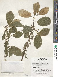 Image of Actinidia kolomikta