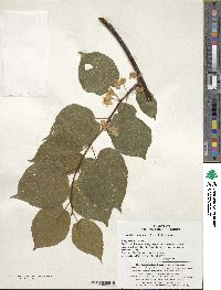 Actinidia kolomikta image