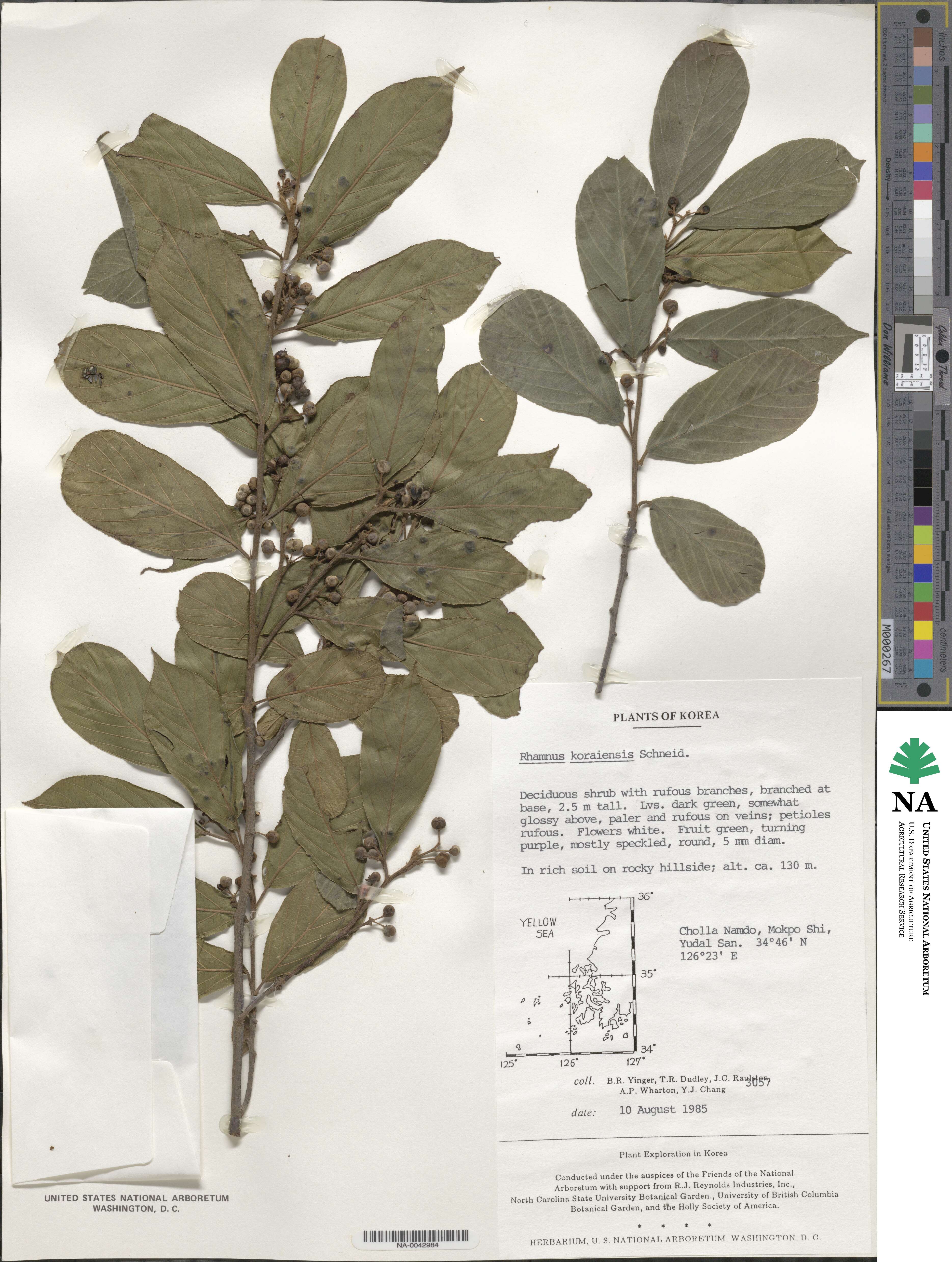Rhamnus koraiensis image