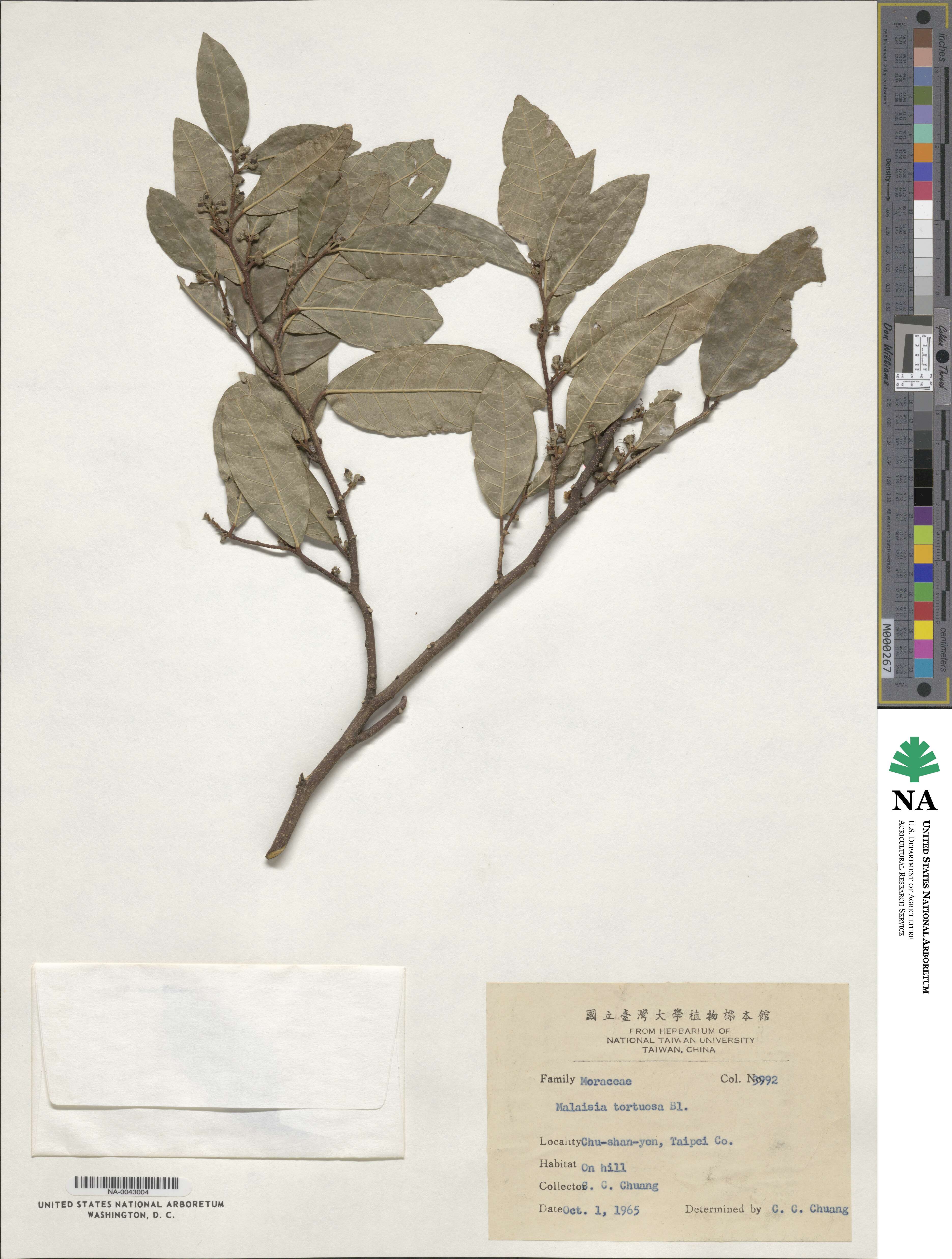 Malaisia scandens subsp. scandens image