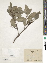 Malaisia scandens image