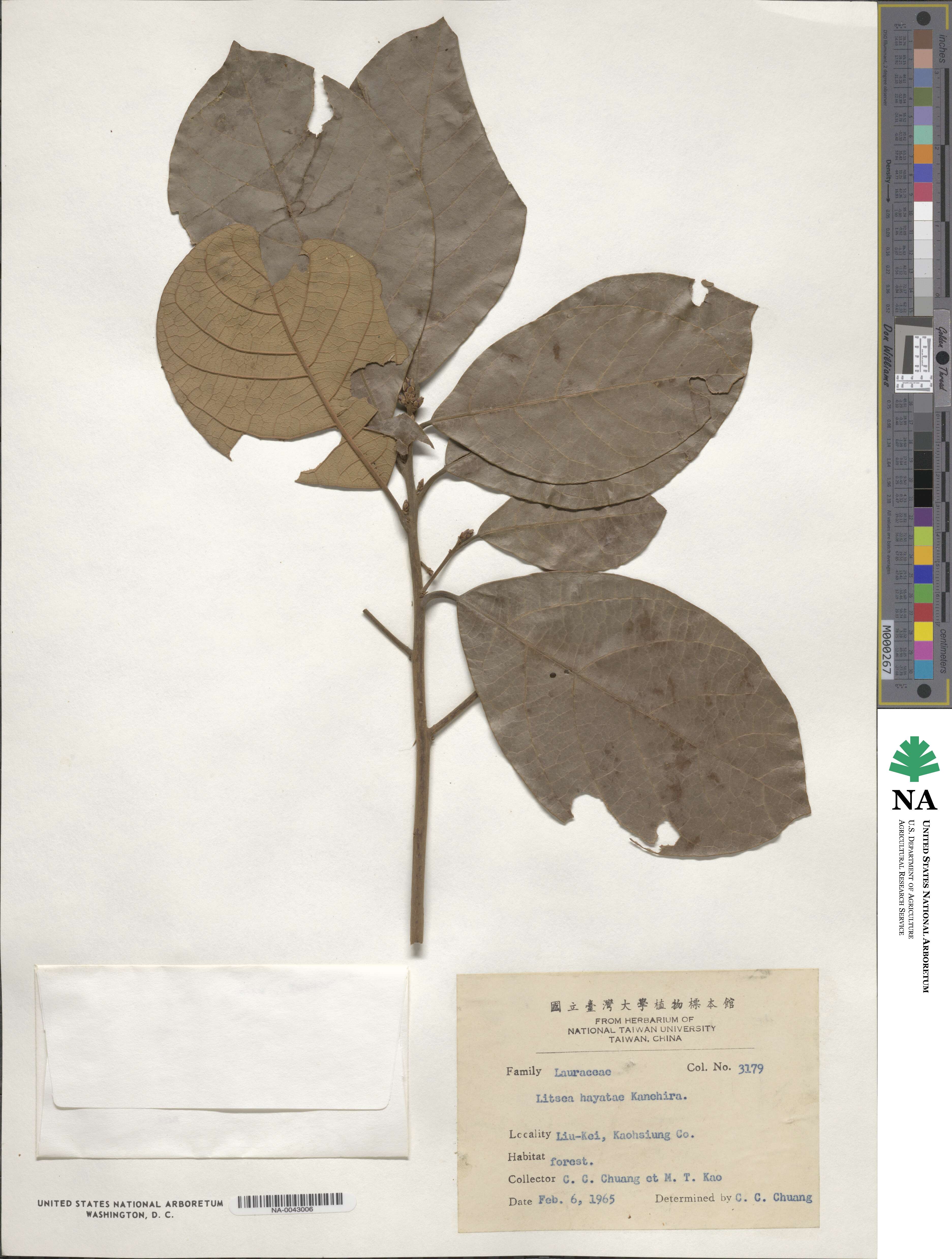 Litsea hayatae image