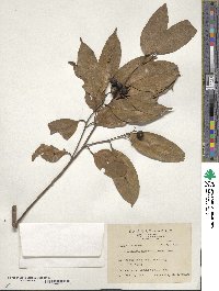 Cryptocarya chinensis image