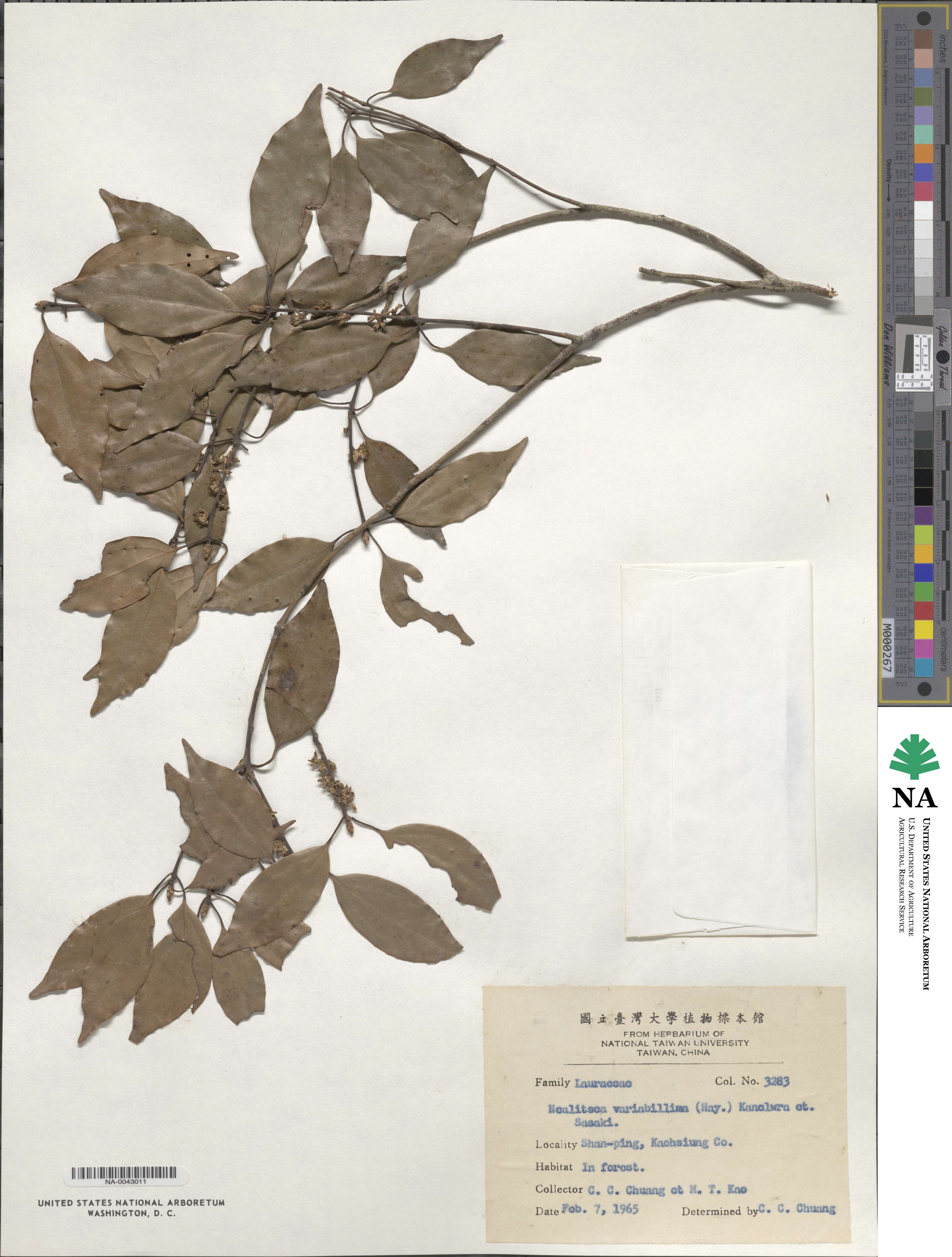 Neolitsea variabillima image