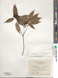 Neolitsea acuminatissima image