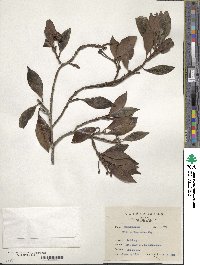 Image of Illicium philippinense