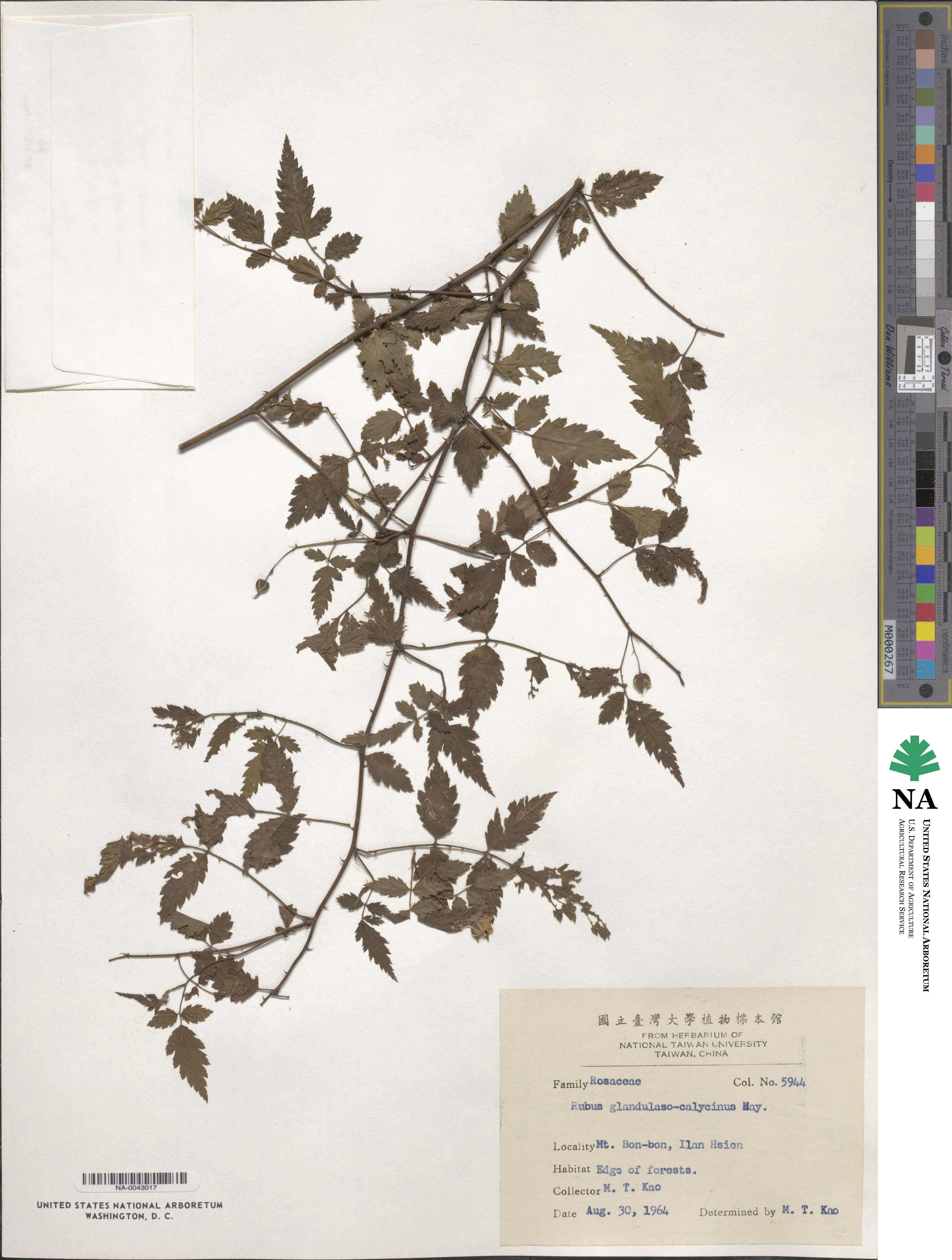 Rubus croceacanthus var. glandulosocalycinus image