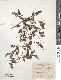 Rubus croceacanthus image