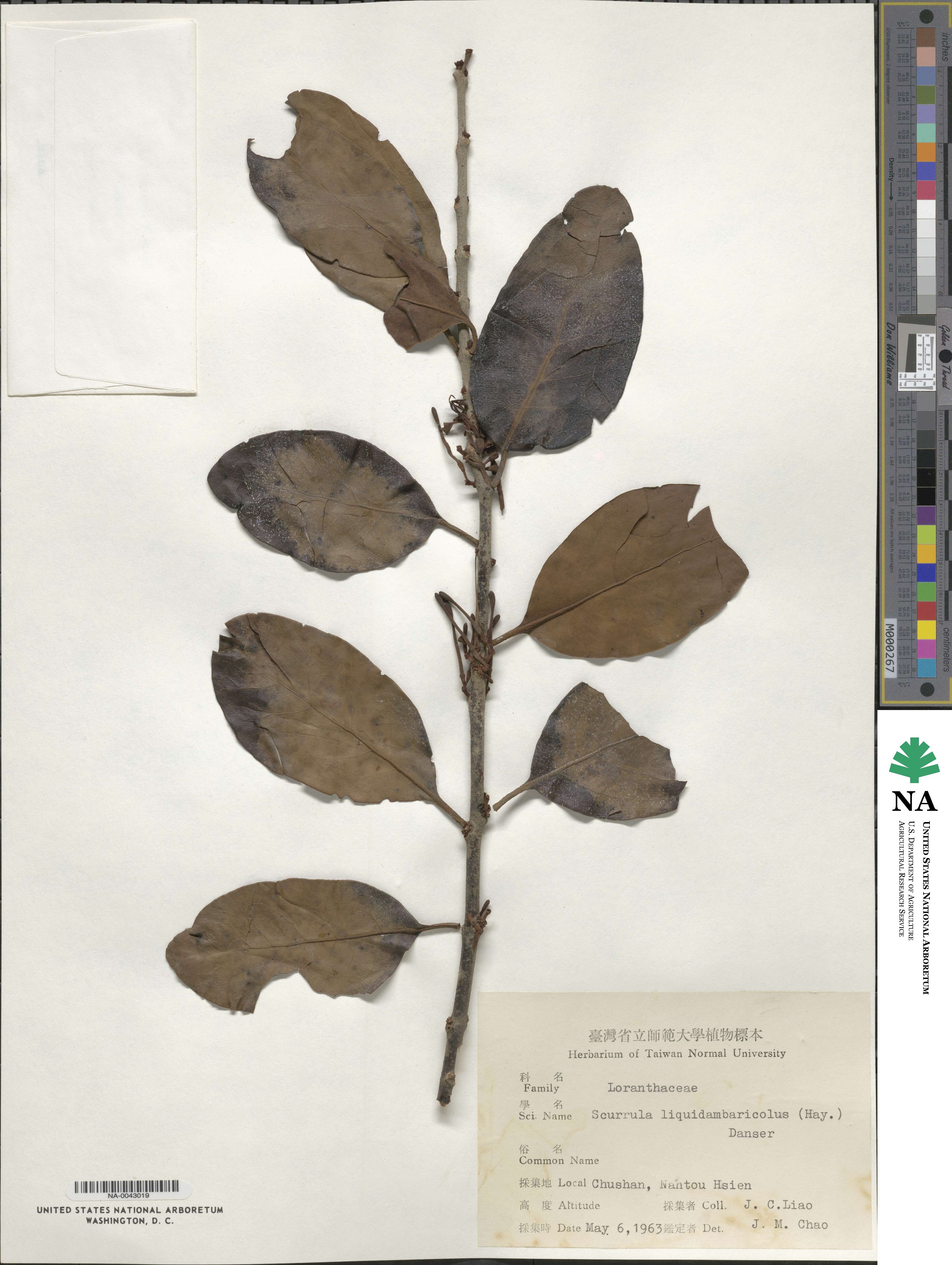 Taxillus liquidambaricola image