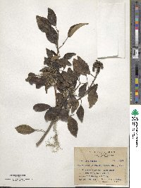 Dendropanax pellucidopunctatus image