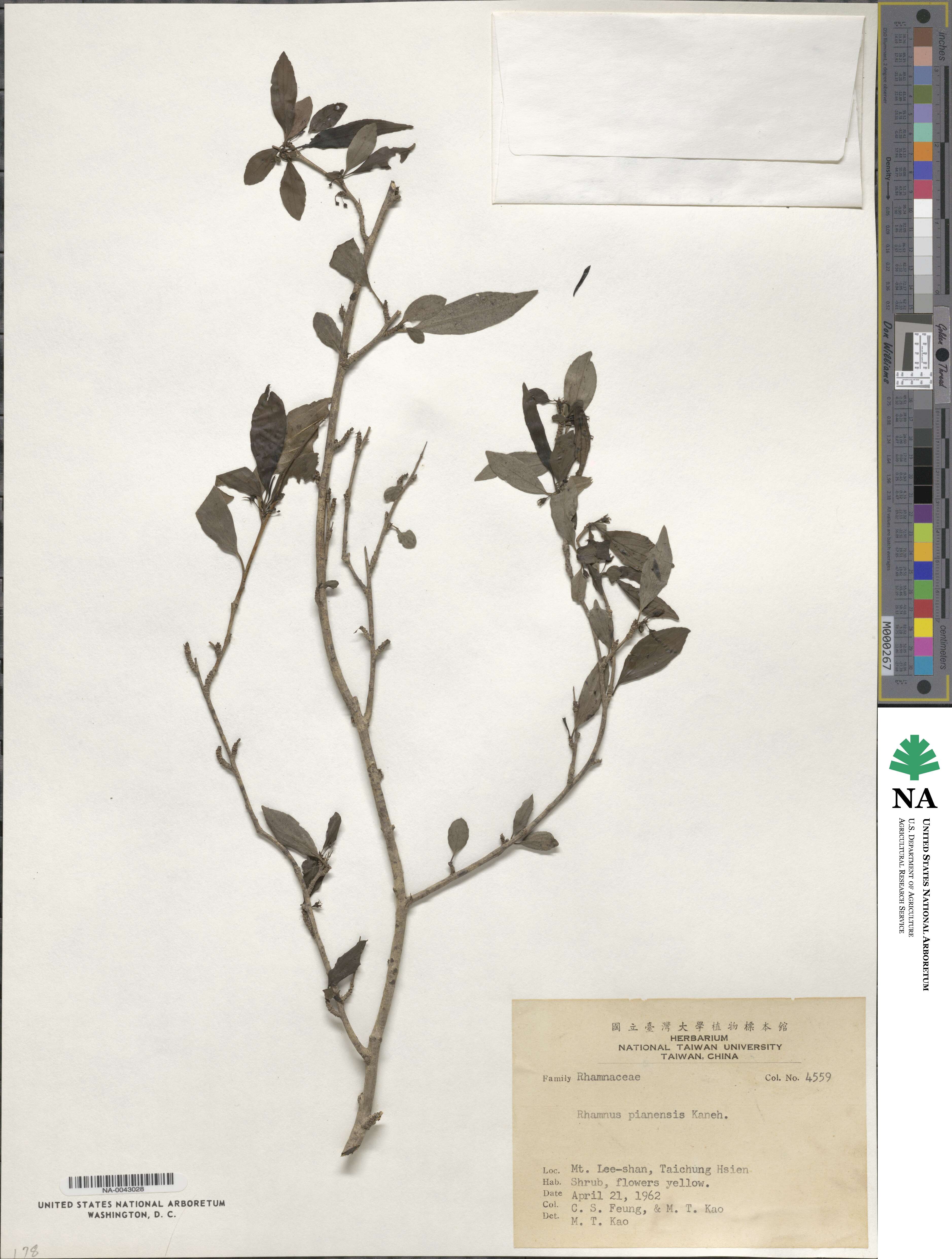 Rhamnus parvifolia image