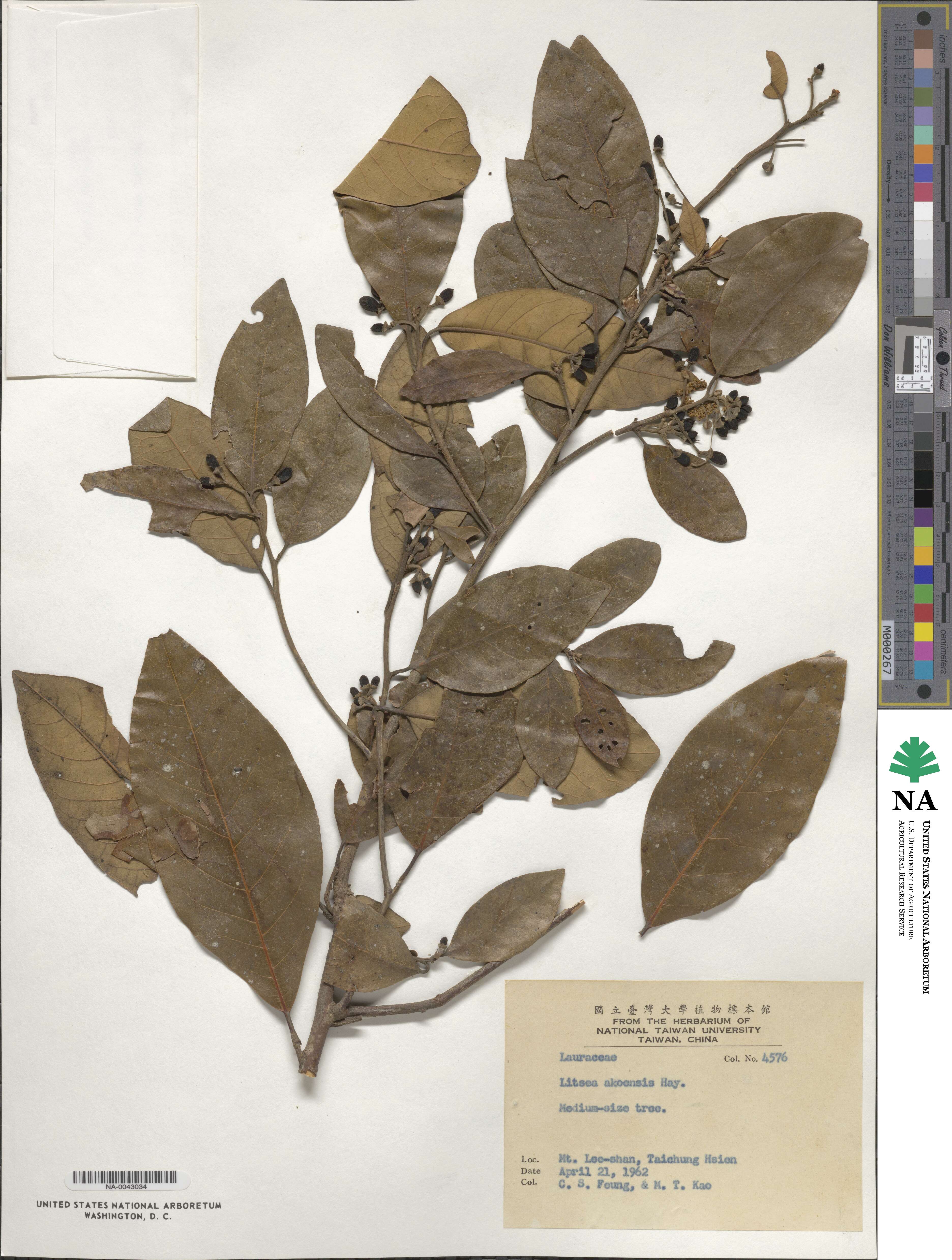 Litsea akoensis image