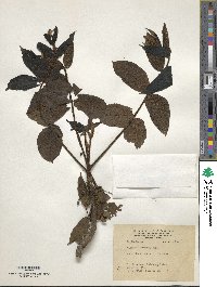 Juglans mandshurica image