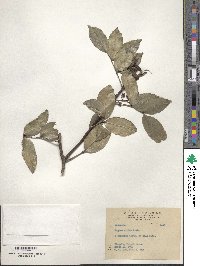 Zanthoxylum nitidum image